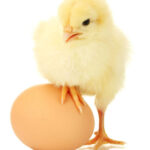 Baby chick with a brown egg.