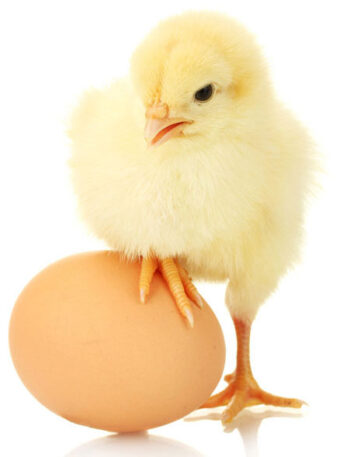 Baby chick with a brown egg.