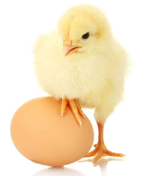 Baby chick with a brown egg.