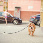 Woman standing at a distance looking at a lost dog.