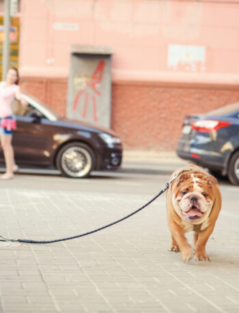 Woman standing at a distance looking at a lost dog.