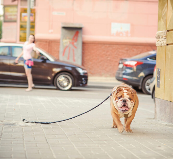 Woman standing at a distance looking at a lost dog.