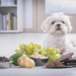 Dog sitting with various toxic foods.