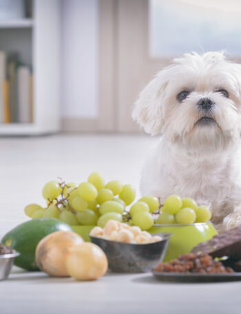 Dog sitting with various toxic foods.