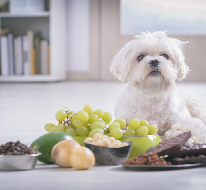 Dog sitting with various toxic foods.