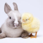 Bunny rabbit with a baby chick.
