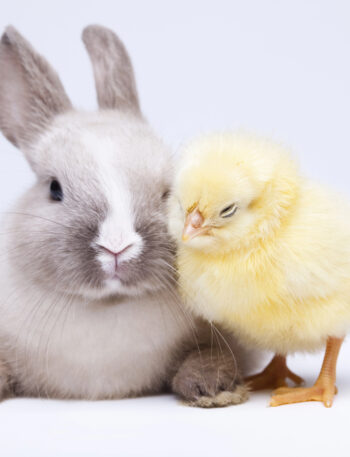 Bunny rabbit with a baby chick.