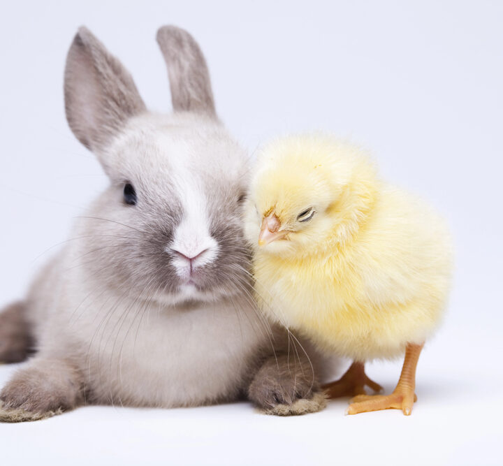 Bunny rabbit with a baby chick.