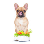 French Bulldog sitting in front of a dog food bowl of vegetables.