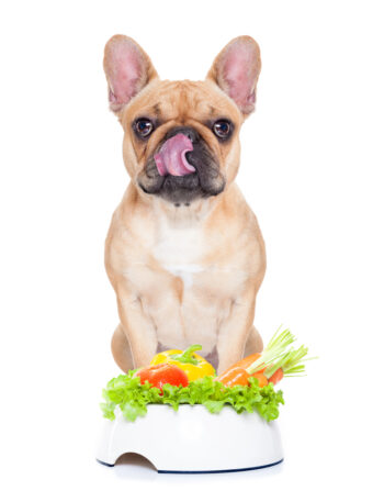 French Bulldog sitting in front of a dog food bowl of vegetables.