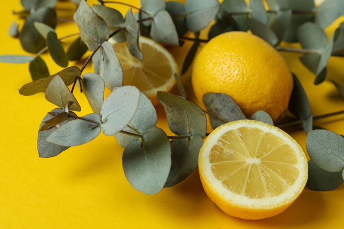 Eucalyptus leaves and lemons.