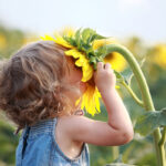 A small child smelling a large sunflower.