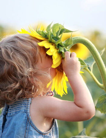 A small child smelling a large sunflower.