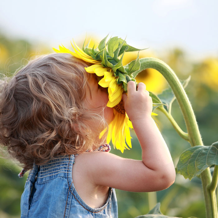 A small child smelling a large sunflower.