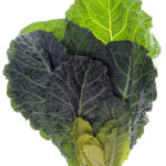 Collard Greens on a white background.