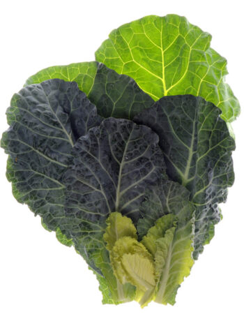 Collard Greens on a white background.