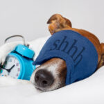 Jack Russel wearing a sleep mask holding an alarm clock.