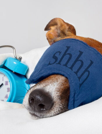 Jack Russel wearing a sleep mask holding an alarm clock.