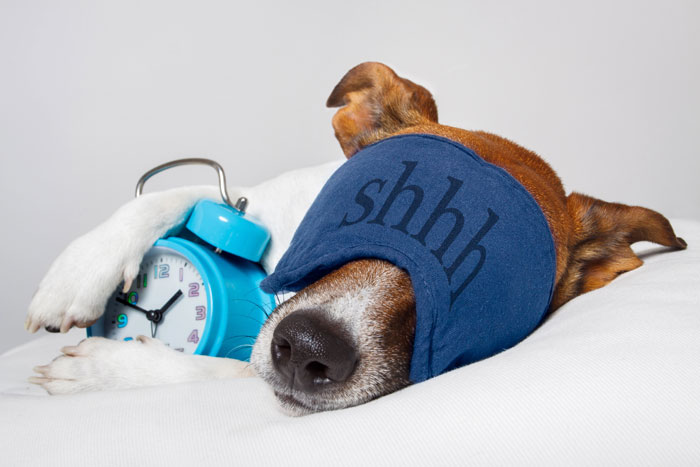 Jack Russel wearing a sleep mask holding an alarm clock.