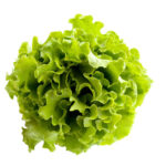 Lettuce on a white background.