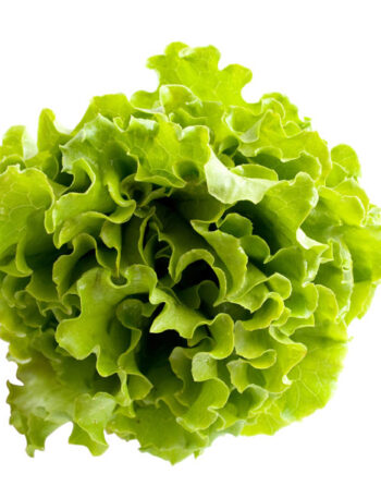 Lettuce on a white background.