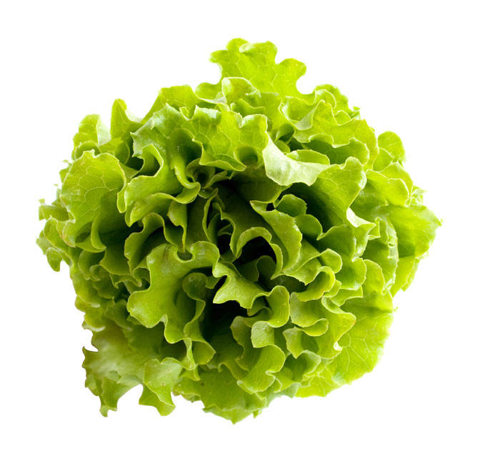 Lettuce on a white background.