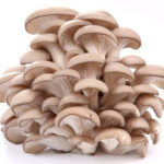 A cluster of mushrooms on a white background.
