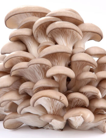 A cluster of mushrooms on a white background.