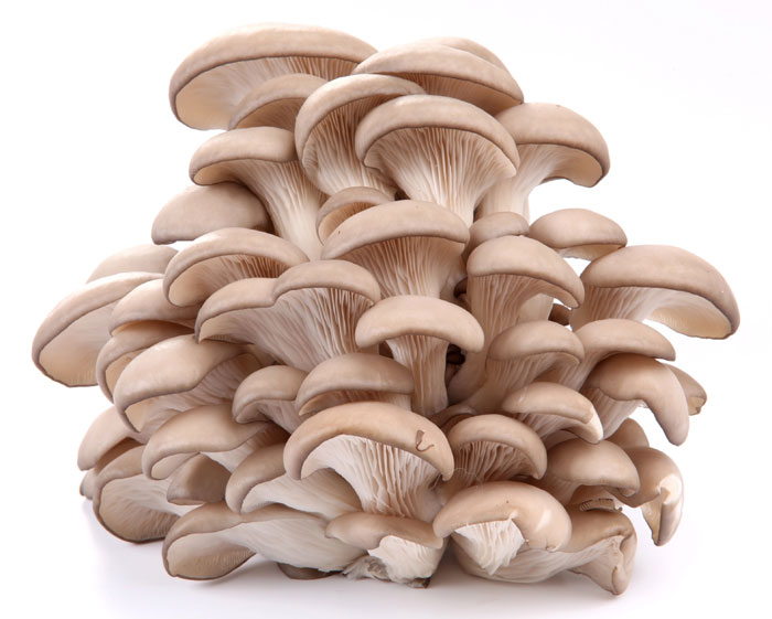 A cluster of mushrooms on a white background.
